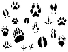 Vektor Cliparts: Tierspuren