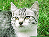 ID 3078705 | Graue Katze | Foto mit hoher Auflösung ID 3078705 | Graue Katze | Foto mit hoher Auflösung | CLIPARTO