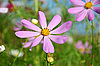 ID 3042392 | Blumen auf der Wiese | Foto mit hoher Auflösung ID 3042392 | Blumen auf der Wiese | Foto mit hoher Auflösung | CLIPARTO