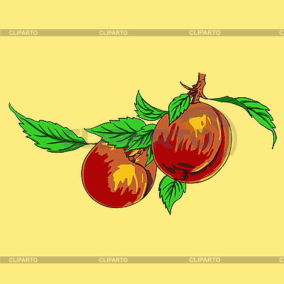 Два персика с листьями на ветке Векторный клипарт ID 3069297.
