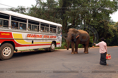 Elephant Bus