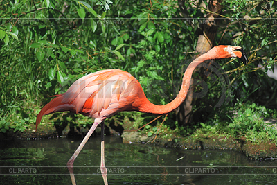 Tropical Birds on Close Up Of Beautiful Pink Flamingo  Tropical Bird      Sv Tr