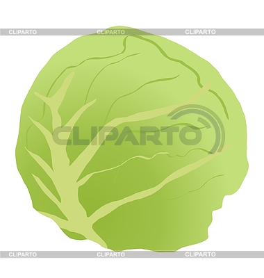 Cabbage Stalk