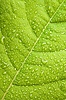 Green leaf with water droplets | Stock Foto