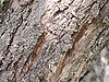 ID 3077977 | Apple-tree bark | High resolution stock photo ID 3077977 | Apple-tree bark | High resolution stock photo | CLIPARTO
