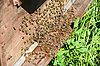 ID 3042243 | Bees near beehive | High resolution stock photo ID 3042243 | Bees near beehive | High resolution stock photo | CLIPARTO