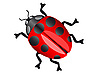 Vector clipart: ladybird
