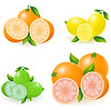 Vector clipart: set of citrus orange lemon lime grapefruit