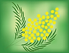Vector clipart: Mimosa