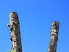 Troncos de árboles Aserradas sobre fondo de cielo azul | Foto de stock