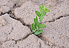 Planta solitario en tierra agrietada | Foto de stock