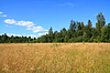Grass in field | Stock Foto