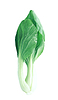 Chinakohl | Stock Foto