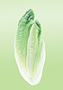 Chinakohl | Stock Foto