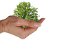 Tree in hand | Stock Foto