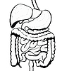 Vector clipart: Digestive system