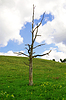 Árbol solitario | Foto de stock