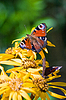 Mariposa | Foto de stock
