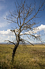 Vertrockneter Baum | Stock Foto