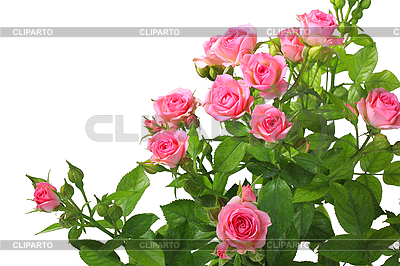 Bush con rosas de color rosa y hojas verdes | Foto de alta resolución |ID 3033308