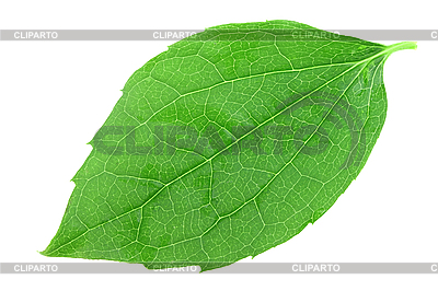 Sola hoja verde del jazmín | Foto de alta resolución |ID 3147346