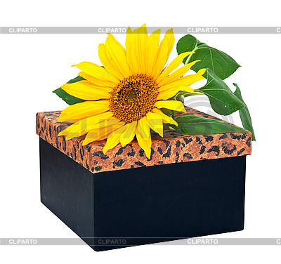 Geschenkbox mit Sonnenblume | Foto mit hoher Auflösung |ID 3018904