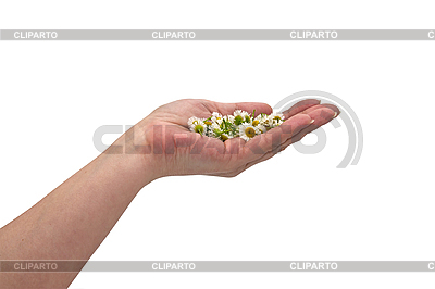 Margarita en las manos | Foto de alta resolución |ID 3019218