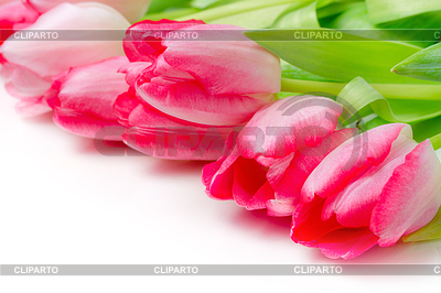 Ramo de flores de primavera tulipanes de color rosa | Foto de alta resolución |ID 5523409