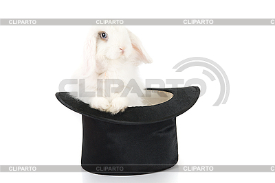Rabbit and black hat | High resolution stock photo |ID 3018788