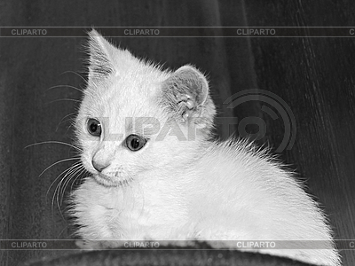 Смешные белый котенок | Фото большого размера |ID 3176448