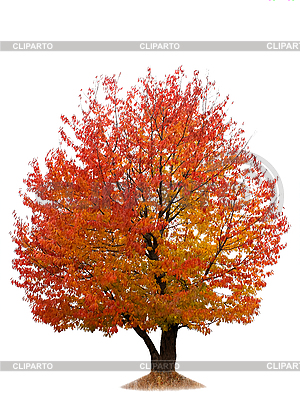 Autumn cherry tree | Foto de alta resolución |ID 3176452