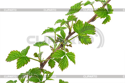 Junger zweig von Himbeeren | Foto mit hoher Auflösung |ID 3040308