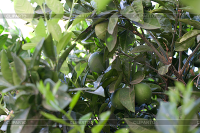 Lemon tree | Foto de alta resolución |ID 3307228
