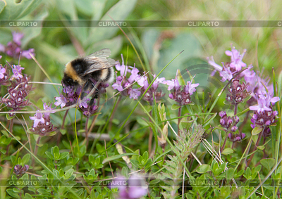Bee se sienta en la flor | Foto de alta resolución |ID 3309435
