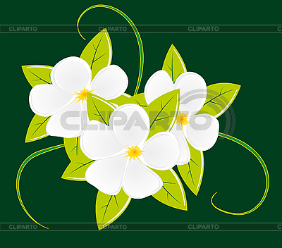 Bouquet of white flowers | Stock Vector Graphics |ID 3059604