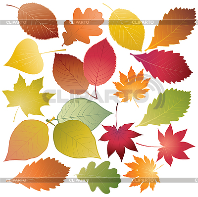 Conjunto de hojas de color | Ilustración vectorial de stock |ID 3054917