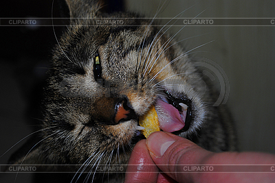 Cat eats | High resolution stock photo |ID 3053622