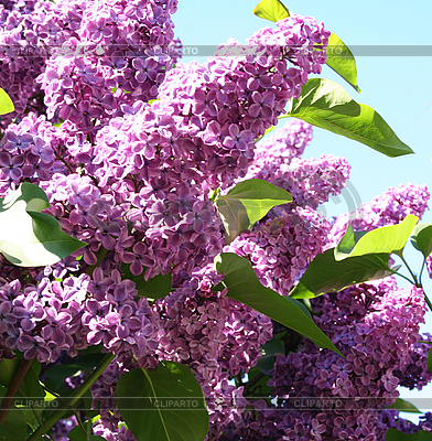 Lilac with leaves on blue sky as background | High resolution stock photo |ID 3112962