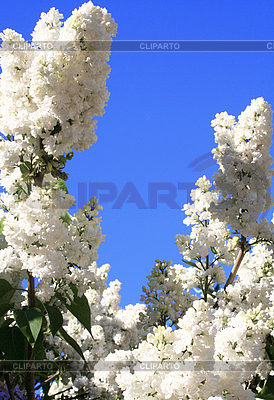 Blanco lila con hojas | Foto de alta resolución |ID 3112963