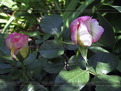 Rose in bloom | Foto de alta resolución |ID 3062635