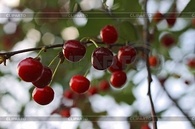 Rote Kirschen auf einem Ast des Baumes | Foto mit hoher Auflösung |ID 3296824