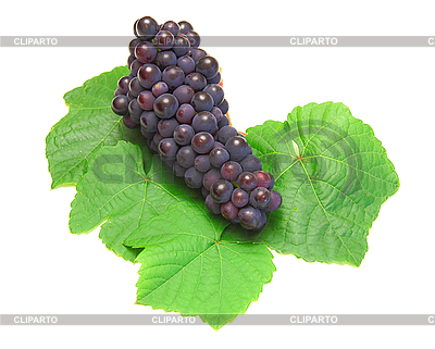 Uva azul con hoja verde, | Foto de alta resolución |ID 3103576