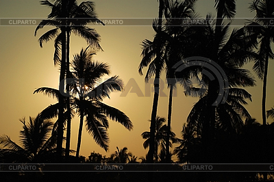 Whispering Palm Trees | High resolution stock photo |ID 3106281