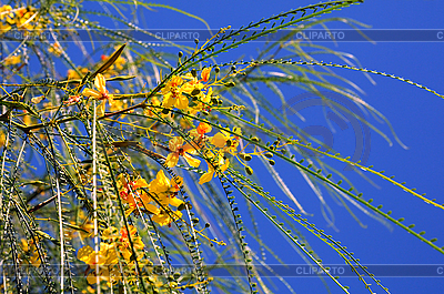 Forsythia ramas contra el cielo azul de fondo | Foto de alta resolución |ID 3108233