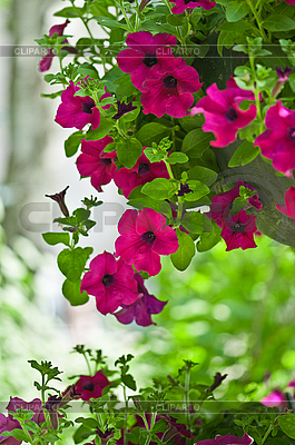 Beautiful petunia flowers | High resolution stock photo |ID 3089926