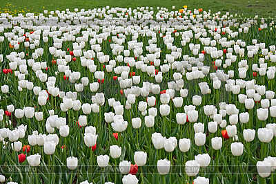Weiße und rote Tulpen | Foto mit hoher Auflösung |ID 3098114