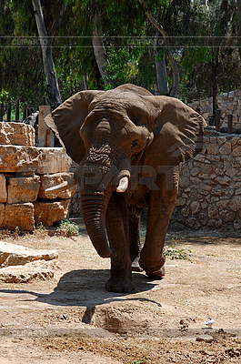Elefante en el zoológico | Foto de alta resolución |ID 3104703