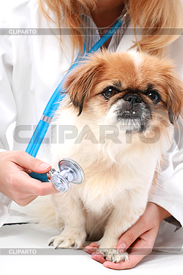 Vet and small dog | High resolution stock photo |ID 3107328