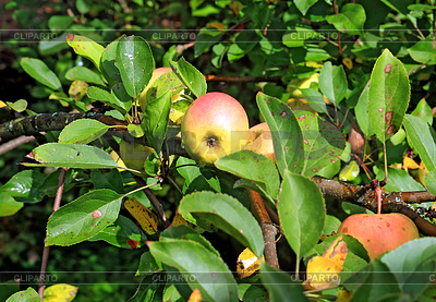 Manzana en la rama en el jardín de otoño | Foto de alta resolución |ID 3245200