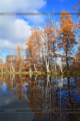 Autumn wood on coast river | High resolution stock photo |ID 3245357
